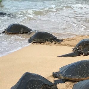 Meet your Posher, Shelly